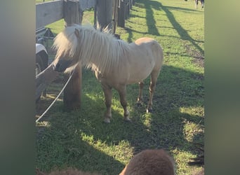 Mini poney Shetland, Étalon, 3 Ans, 80 cm, Palomino