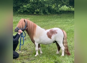 Mini poney Shetland, Étalon, 3 Ans, 82 cm, Alezan