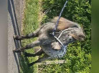 Mini poney Shetland, Étalon, 3 Ans, 82 cm, Léopard