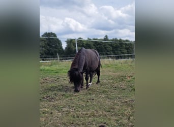 Mini poney Shetland, Étalon, 3 Ans, 83 cm, Noir