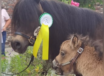 Mini poney Shetland, Étalon, 3 Ans, 85 cm, Pinto