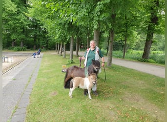 Mini poney Shetland, Étalon, 3 Ans, 85 cm, Pinto