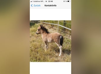 Mini poney Shetland, Étalon, 3 Ans, 85 cm, Pinto