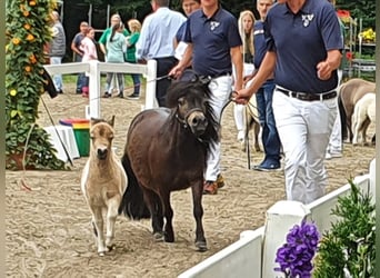 Mini poney Shetland, Étalon, 3 Ans, 85 cm, Pinto