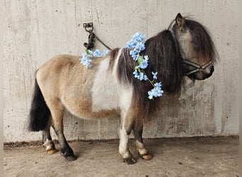 Mini poney Shetland, Étalon, 3 Ans, 85 cm, Pinto