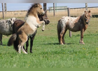 Mini poney Shetland, Étalon, 3 Ans, 85 cm, Pinto