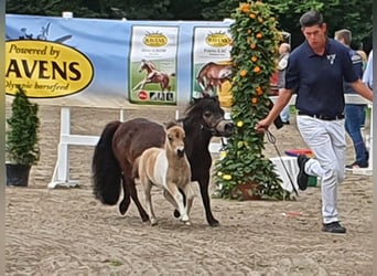 Mini poney Shetland, Étalon, 3 Ans, 85 cm, Pinto