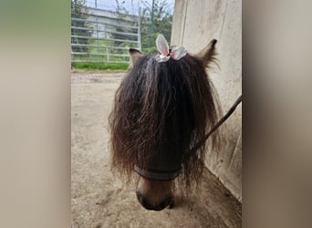 Mini poney Shetland, Étalon, 3 Ans, 85 cm, Pinto