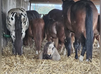 Mini poney Shetland, Étalon, 3 Ans, 85 cm, Pinto