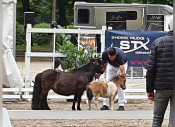 Mini poney Shetland, Étalon, 3 Ans, 85 cm, Pinto