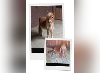 Mini poney Shetland, Étalon, 3 Ans, 90 cm, Alezan