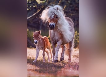 Mini poney Shetland, Étalon, 4 Ans, 79 cm, Bai