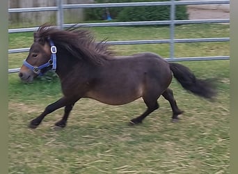 Mini poney Shetland, Étalon, 4 Ans, 80 cm, Bai brun