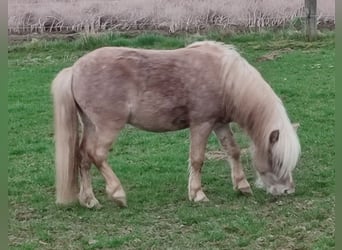 Mini poney Shetland, Étalon, 4 Ans, 92 cm