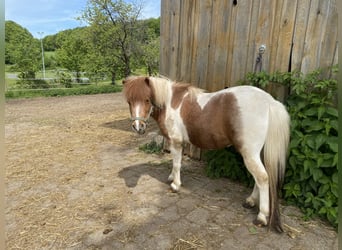 Mini poney Shetland, Étalon, 5 Ans, 100 cm