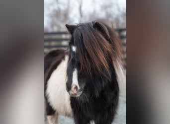 Mini poney Shetland, Étalon, 5 Ans, 75 cm, Pinto