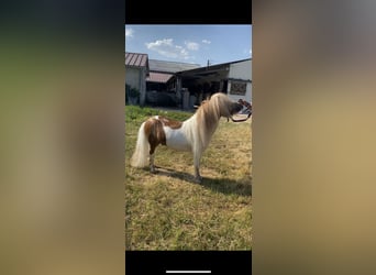 Mini poney Shetland, Étalon, 6 Ans, 75 cm