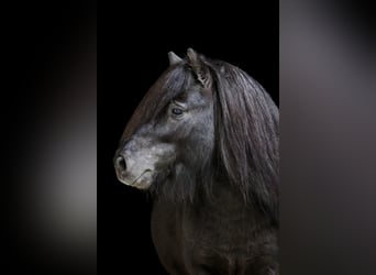 Mini poney Shetland, Étalon, 6 Ans, 84 cm, Noir