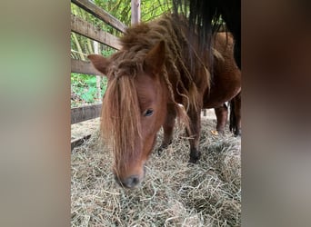 Mini poney Shetland, Étalon, 7 Ans, 100 cm, Alezan