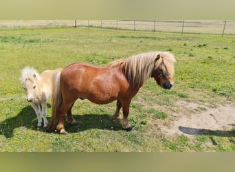 Mini poney Shetland, Étalon, 7 Ans, 85 cm, Alezan