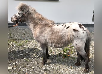 Mini poney Shetland, Étalon, 7 Ans, 85 cm