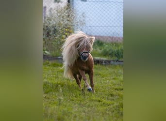 Mini poney Shetland, Étalon, 15 Ans, 80 cm, Alezan