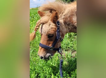 Mini poney Shetland, Étalon, 19 Ans, 81 cm, Alezan