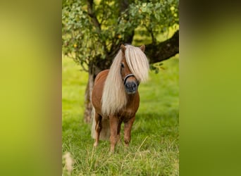 Mini poney Shetland, Étalon, 16 Ans, 82 cm, Alezan