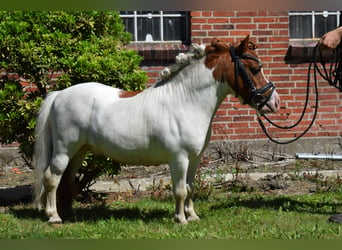 Mini poney Shetland, Étalon, 12 Ans, 82 cm, Pinto