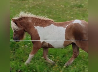 Mini poney Shetland, Étalon, 6 Ans, 85 cm, Pinto