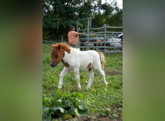 Mini poney Shetland, Étalon, Poulain (07/2024), 80 cm, Pinto