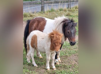 Mini poney Shetland, Étalon, Poulain (07/2024), 80 cm, Pinto