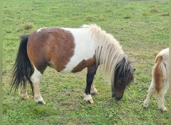 Mini poney Shetland, Étalon, Poulain (07/2024), 80 cm, Pinto