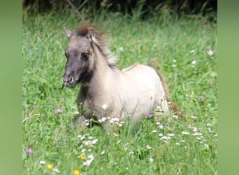 Mini poney Shetland, Étalon, Poulain (04/2024), 82 cm, Isabelle