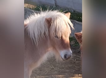 Mini poney Shetland, Étalon, Poulain (05/2024), 84 cm, Alezan