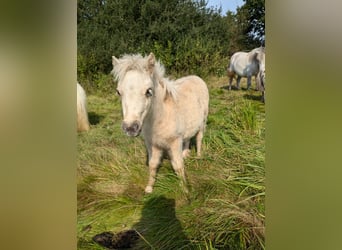 Mini poney Shetland, Étalon, Poulain (05/2024), 84 cm, Palomino