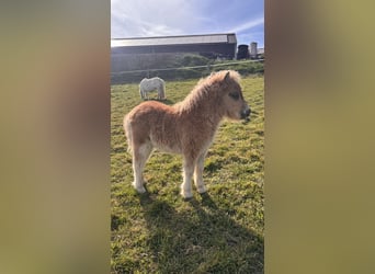 Mini poney Shetland, Étalon, Poulain (03/2026), 85 cm, Alezan