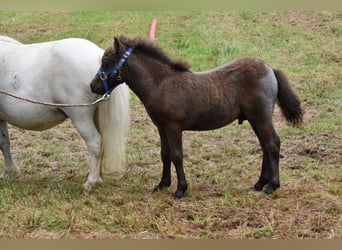 Mini poney Shetland, Étalon, Poulain (06/2024), 85 cm, Gris