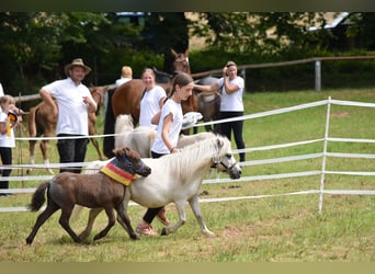 Mini poney Shetland, Étalon, Poulain (06/2024), 85 cm, Gris