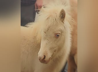 Mini poney Shetland, Étalon, Poulain (06/2026), 85 cm, Perlino