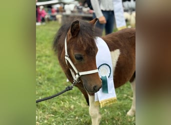 Mini poney Shetland, Étalon, Poulain (04/2025), 86 cm, Bai