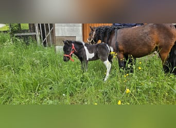 Mini poney Shetland, Étalon, Poulain (01/2024), 95 cm, Pinto