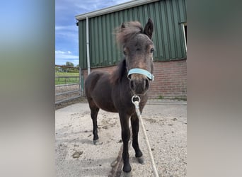 Mini poney Shetland, Étalon, Poulain (05/2026), Bai brun