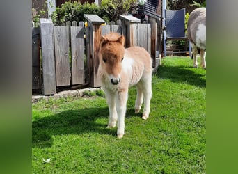 Mini poney Shetland, Étalon, Poulain (04/2023)
