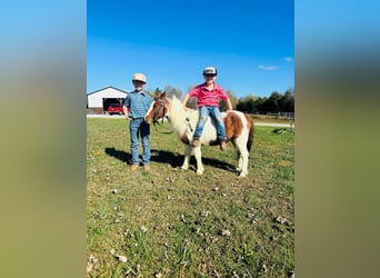 Mini poney Shetland, Hongre, 10 Ans, 132 cm, Alezan cuivré