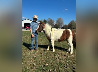 Mini poney Shetland, Hongre, 10 Ans, 132 cm, Alezan cuivré