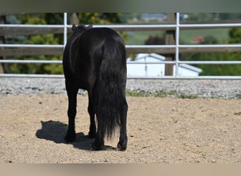 Mini poney Shetland, Hongre, 10 Ans, 94 cm, Noir