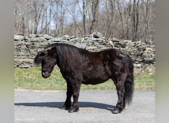 Mini poney Shetland, Hongre, 10 Ans, 99 cm, Noir