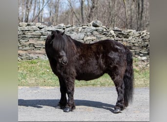 Mini poney Shetland, Hongre, 10 Ans, 99 cm, Noir