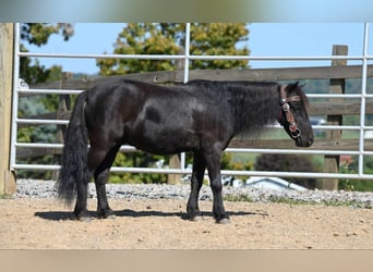 Mini poney Shetland, Hongre, 11 Ans, 94 cm, Noir